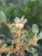 Quercus pacifica