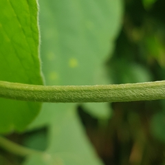 Clerodendrum villosum