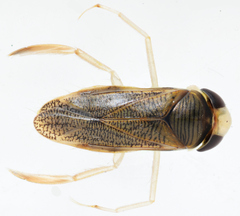 Sigara lateralis
