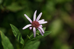 Eucephalus engelmannii