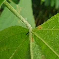 Clerodendrum villosum