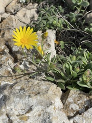 Calendula suffruticosa