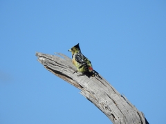 Trachyphonus vaillantii