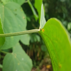 Clerodendrum villosum
