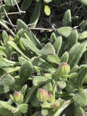 Calendula suffruticosa