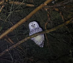 Strix uralensis