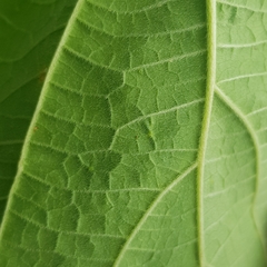 Clerodendrum villosum