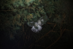 Strix uralensis