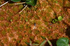 Sphagnum austinii