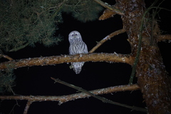 Strix uralensis