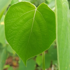Clerodendrum villosum