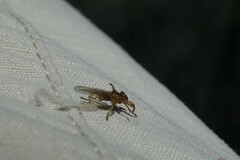 Hippoboscidae