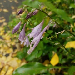 Hosta plantaginea