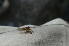 Hippoboscidae