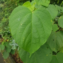 Clerodendrum villosum