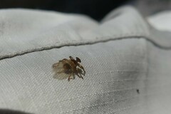 Hippoboscidae