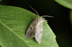 Spodoptera