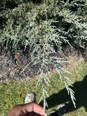Cupressus
