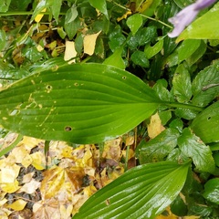 Hosta plantaginea