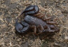 Euscorpius