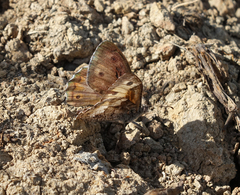 Hipparchia pellucida