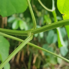 Clerodendrum villosum