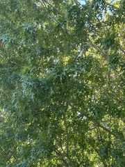 Quercus palustris