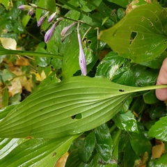 Hosta plantaginea