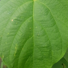 Clerodendrum villosum