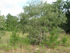Quercus incana
