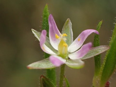 Spergularia bocconei