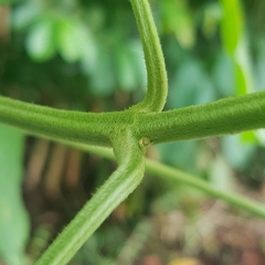 Clerodendrum villosum