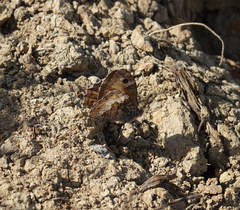 Hipparchia pellucida