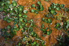 Microseris borealis