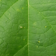 Clerodendrum villosum