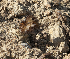 Hipparchia pellucida