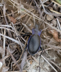 Carabus problematicus