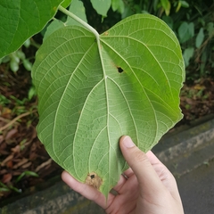 Clerodendrum villosum