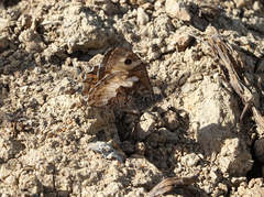 Hipparchia pellucida