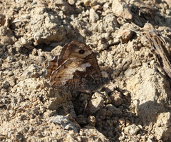 Hipparchia pellucida