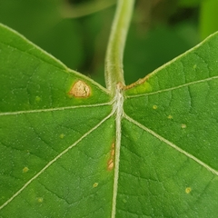 Clerodendrum villosum