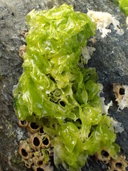 Ulva californica