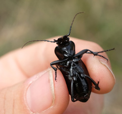 Carabus problematicus