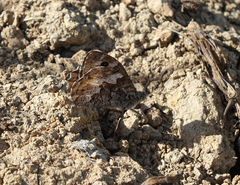 Hipparchia pellucida