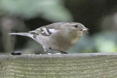 Fringilla coelebs