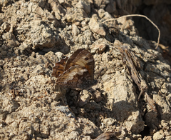 Hipparchia pellucida