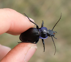 Carabus problematicus