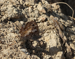 Hipparchia pellucida