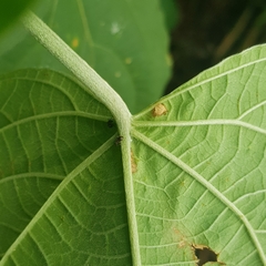 Clerodendrum villosum