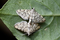 Lamprosema tampiusalis